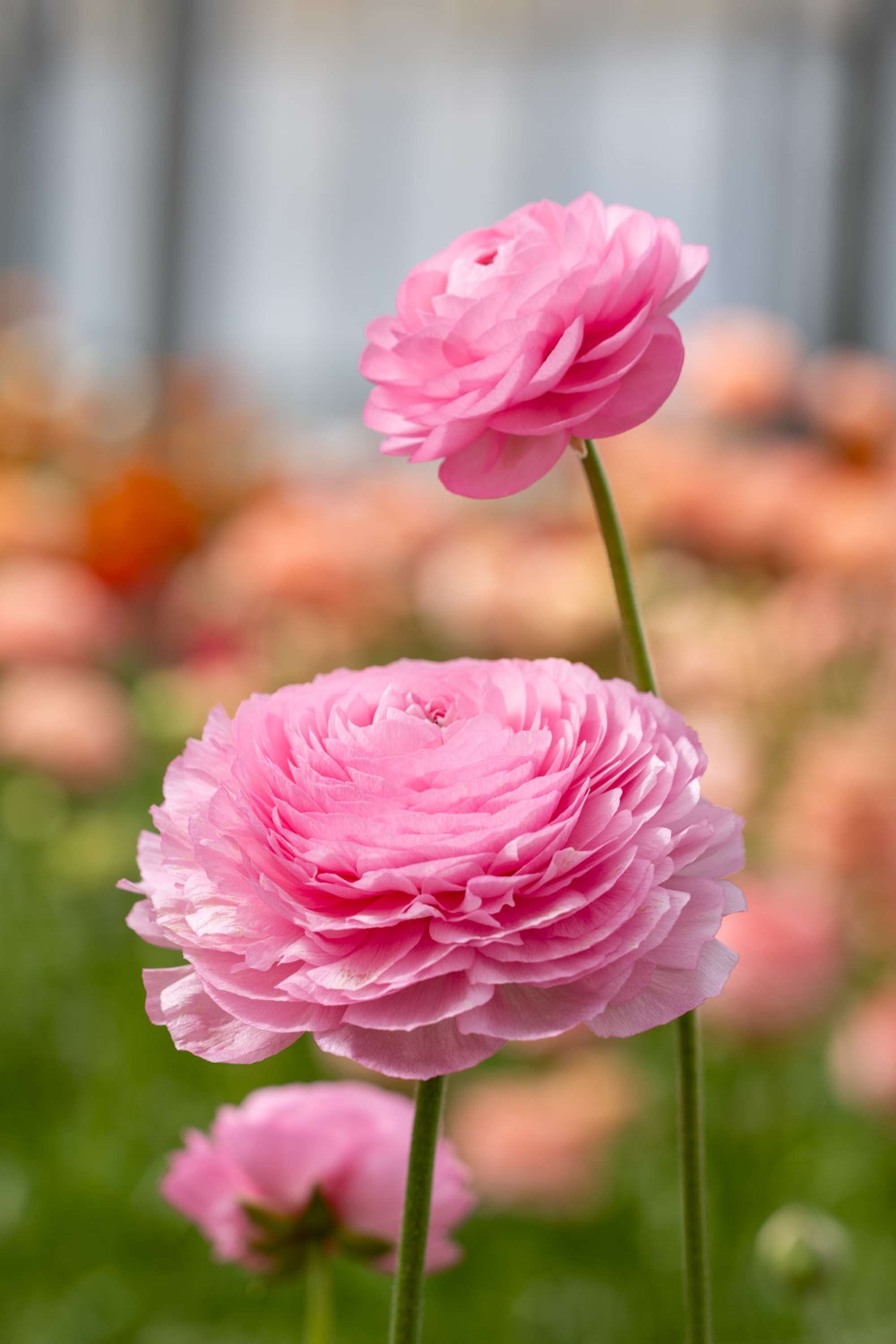 Ranunkel 'Elegance® Rosa Chiaro'